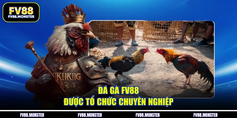 Đá gà FV88 được tổ chức chuyên nghiệp