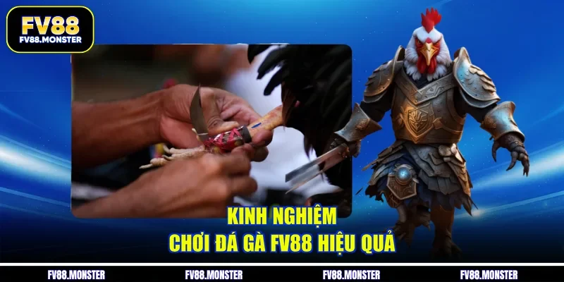 Kinh nghiệm chơi đá gà FV88 hiệu quả